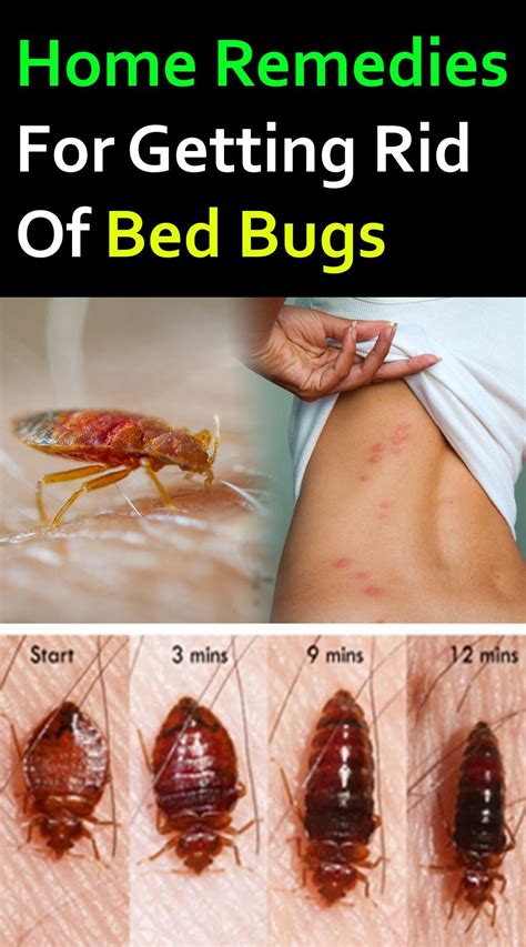 10 home remedies for getting rid of bed bugs rid of bed bugs bed bugs bed bug remedies