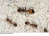 Pictures of States With Fire Ants