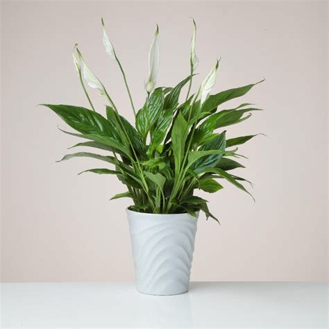 Peace Lily Plant In A Ceramic Pot Flowers Delivery 4 U Southall