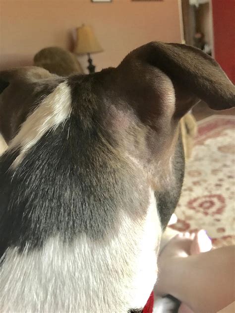 My Dog Has Scratched All The Hair Off The Back Of His Ears Paws At