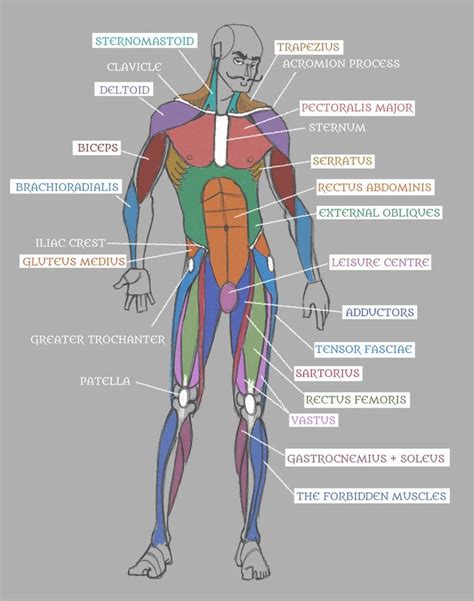 Muscles In The Human Body Diagram Black And White Muscular System