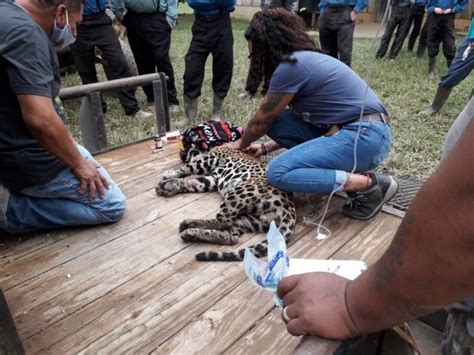 Forest Department Successfully Captures Of Jaguar In Southern Belize
