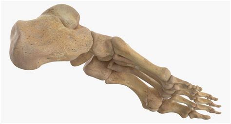 Human Foot Bones Anatomy 3d Model Turbosquid 1558150