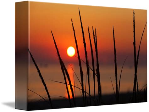 Beach Grass Silhouette At Sunset By Craig Sterken