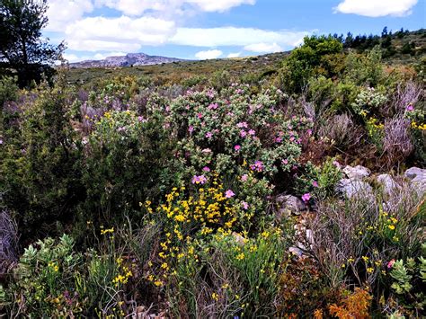 Botany Explorations In Provence Garrigue En Route Provence