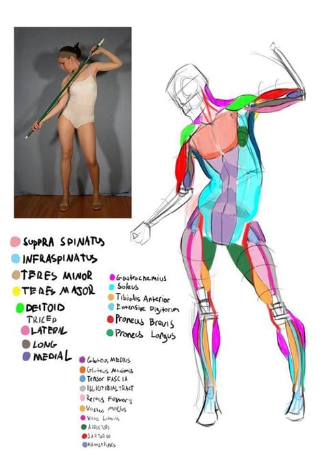 Top How To Draw Anatomy Learn More Here Howtopencil4