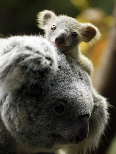 German Zoo Shows Off Its Baby Koala