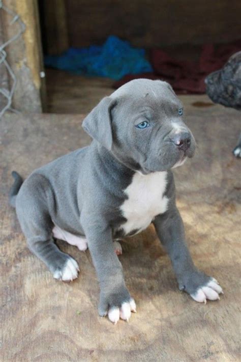 Are Those Not The Bluest Blue Eyes Ever Pit Puppies