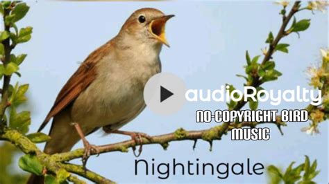Nightingale Bird Music And Sounds No Copyright Background Sounds