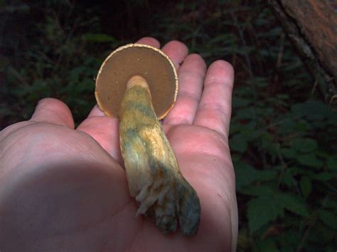 Polypores Boletes And Other Things Mushroom Hunting And