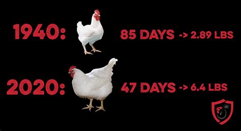 Genetic Selection And Gmos In Poultry Southland Organics