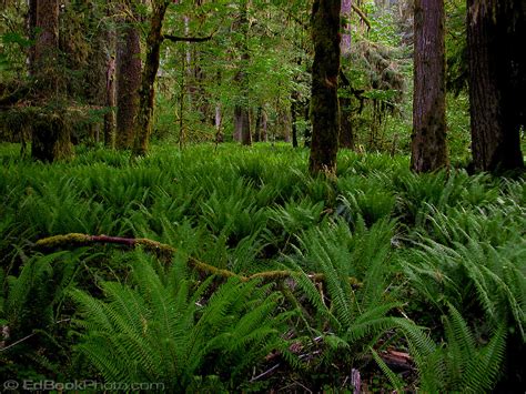 Quinault River Rainforest Sword Ferns Olympic National Park Wa Usa