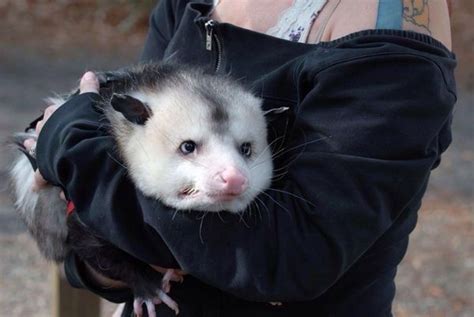 Possums, given their size and weight, can put up a good fight with cats, unlike dogs, but they will generally shy away and avoid confrontation. Pin by Jess on Can You Be My Baby? | Awesome possum, Cute ...