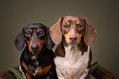 Two Dachshunds In A Studio Stock Photo Image Of Haired 238003344
