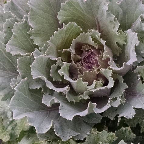 Kale Osaka Pink Osaka Pink Flowering Kale From Prides Corner Farms