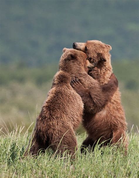 Grizzly Bear Grizzly Bear Funny Animals Brown Bear