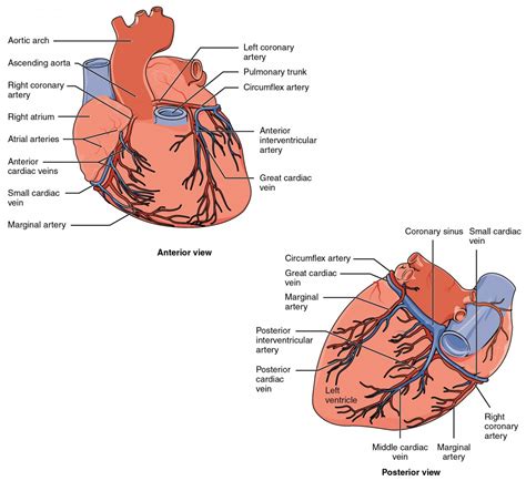 Heart Anatomy Anatomy And Physiology Ii