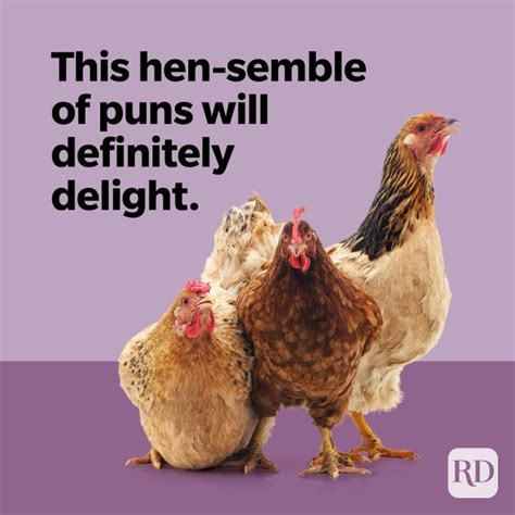 30 chicken puns that are eggs traordinarily funny trusted since 1922
