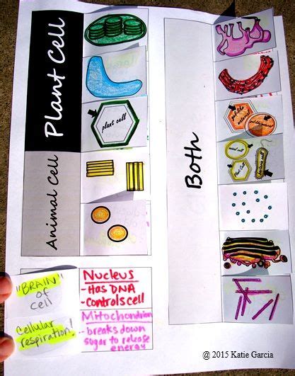 Cells are the smallest units of life. Prokaryote vs Eukaryote & Animal vs. Plant Cell Foldables ...