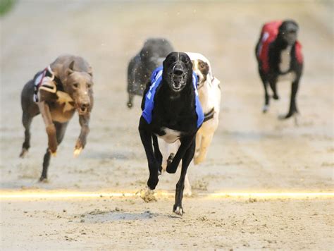 How To Bet Greyhounds Racing At Casinos 