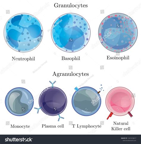 Illustration Showing Granulocytes Agranulocytes Human Circulatory