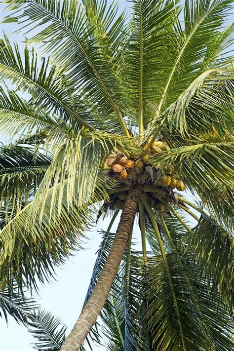 Coconut Tree Stock Photo Image Of Asia Tropic Branch 30154372