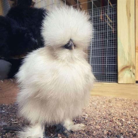 Fluffy Chicken Breed