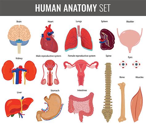 Expensive images and pictures of human internal organs. Top 60 Human Stomach Internal Organ Clip Art, Vector ...