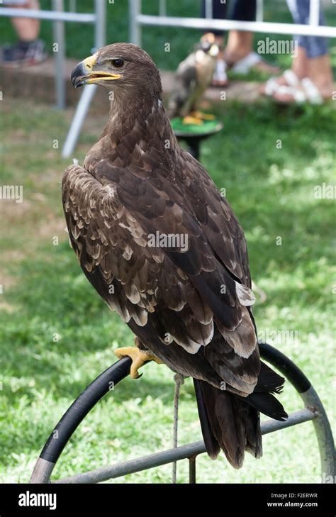 Majestic Eagle Seen From Back During Birds Of Prey Show Stock Photo Alamy