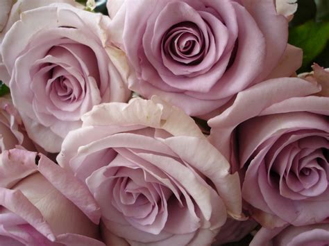 Lavender Roses Wallpaper Wallpaper High Definition High Quality