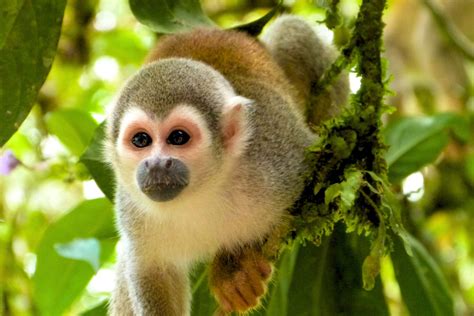 Los 6 Mejores Monos De La Selva Amazónica Para Observar