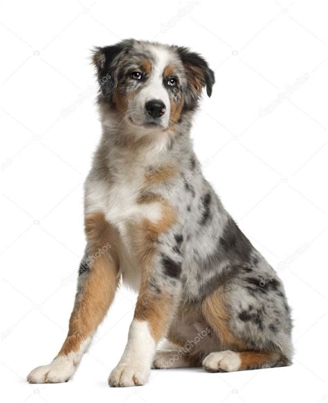 Portrait Of Australian Shepherd 5 Months Old Sitting In Front Of