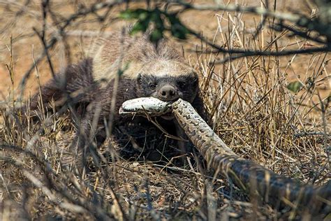 Honey Badger Eats Python Rnatureismetal