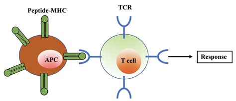 Relaxed T Cells Critical To Immune Response