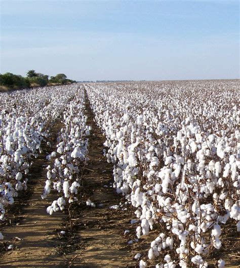 Piscopo Blog Cotton Plantation