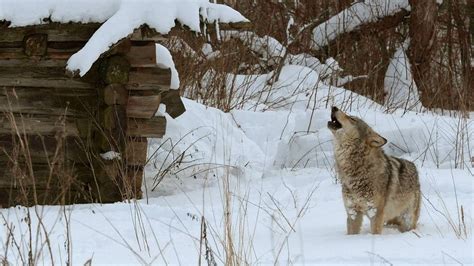White Wolf Chernobyls Wildlife Survivors Radioactive Wolves