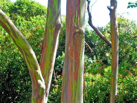 Buy Rainbow Eucalyptus Seeds Rarexoticseeds