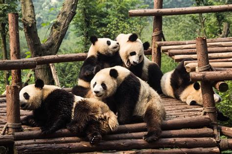 8 Things To Do In Chengdu Panda China Chengdu Panda Bear
