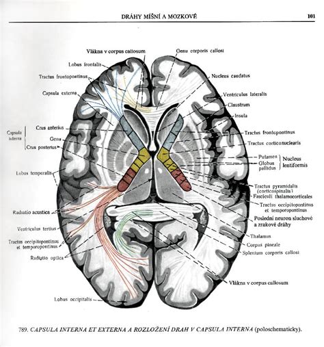 Nih Project Page White Matter Tracts