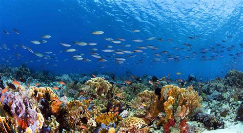 Stunning Underwater Plants And Sea Life On The Ocean Floor