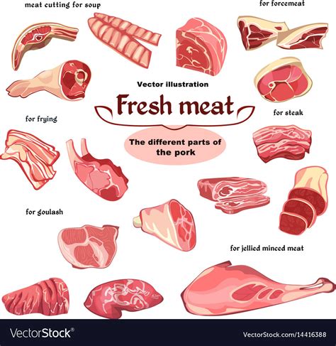 The best part of pig is pig stomach. Natural cutting pork meat parts set Royalty Free Vector