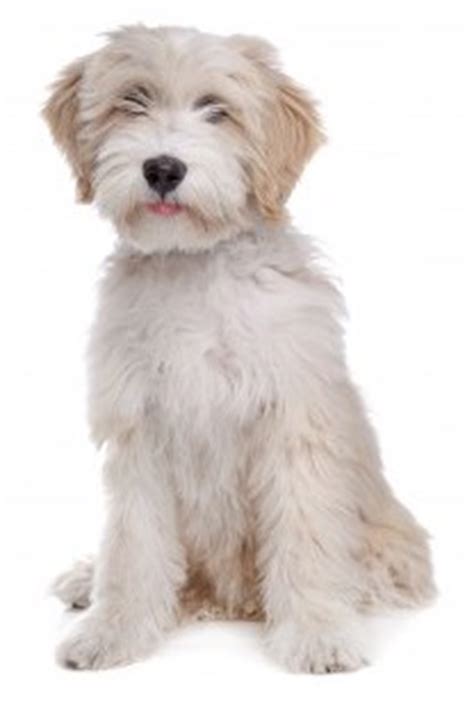 tibetan terriers small dog place