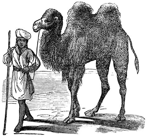 Unta Baktria Atau Camelus Bactrianus Ukiran Antik Karya Seni Berkuku
