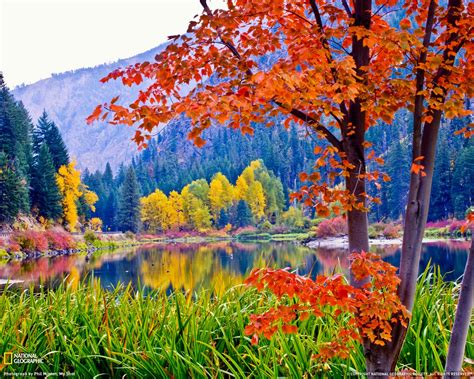 Showing Gallery For Fall Leaves Backgrounds For Computer Fall Foliage