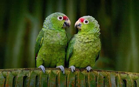Cute Love Bird Colorful Parrot Hd Wallpapers Download