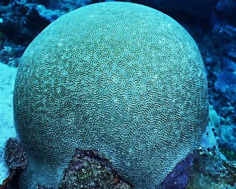 Live Brain Coral Frayedwing Flickr