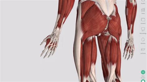 But, your soleus muscle in your lower leg and muscles in your back involved in maintaining posture contain mainly slow twitch muscle fibres. Skeletal Muscles | Complete Anatomy - YouTube
