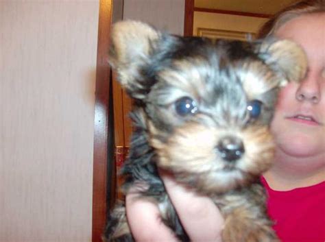 Responsible pet ownership requires a commitment to provide care and companionship for the life of the animal. Cute Yorkies Available For Adoption for Sale in New York ...