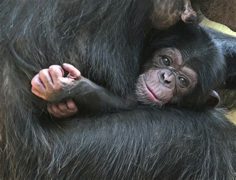 Chimpanzees In Captivity
