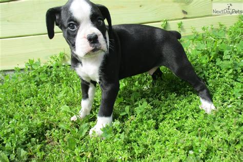 Find all breeds of puppies for sale and dogs for adoption near you in kansas city, st louis, springfield or missouri. Fernando: Boxer puppy for sale near Springfield, Missouri. | 726047d9-a8e1